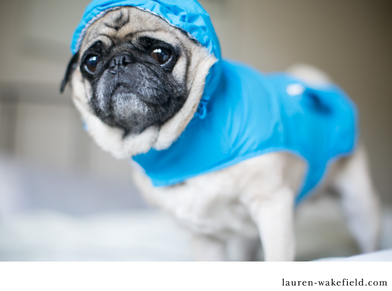 pug raincoat milo the pug in the raincoat by burntfeather via flickr pug venus pug raincoat milo the pug in the raincoat by burntfeather via flickr pug venus
