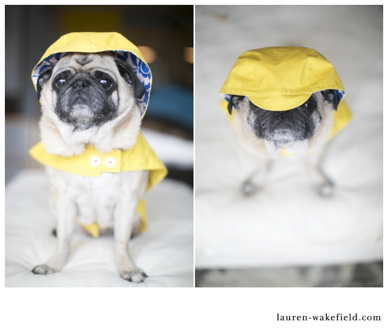 pug raincoat rainy sundays 187 wakefield pug raincoat rainy sundays 187 wakefield
