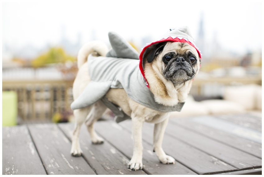 pugs in costume, shark costume, goose the shark, pug costumes_001